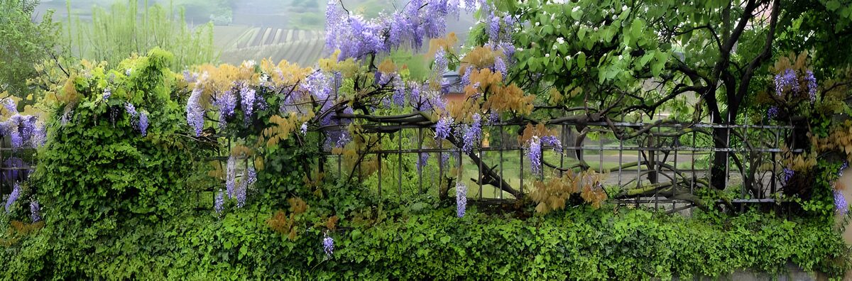 Blåregn i blomst langs havens grønne hegn