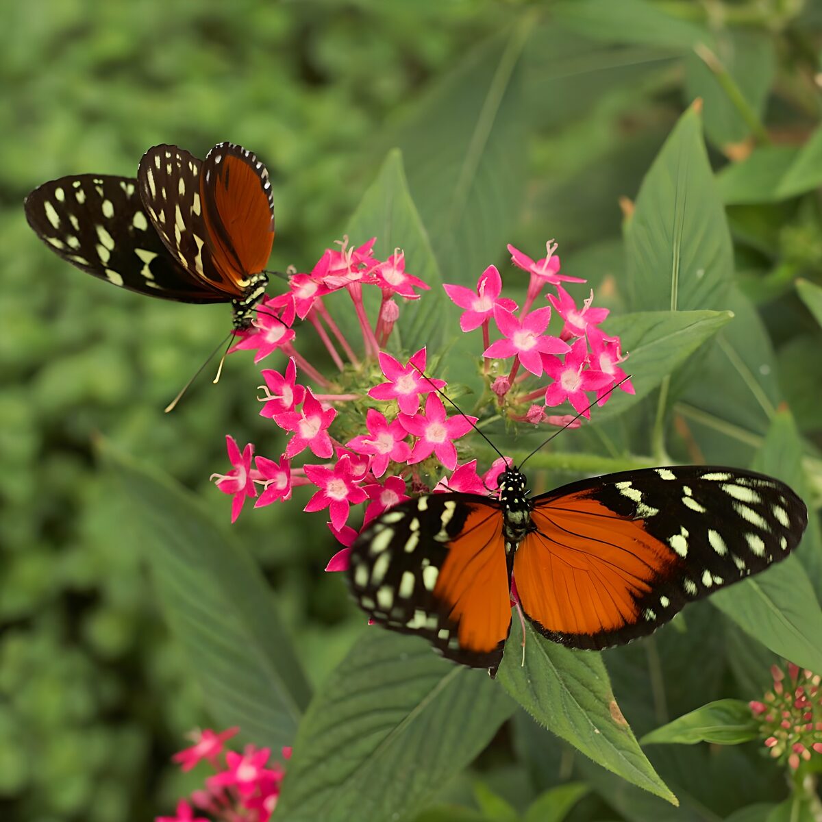 Orange sommerfugle på pink blomster