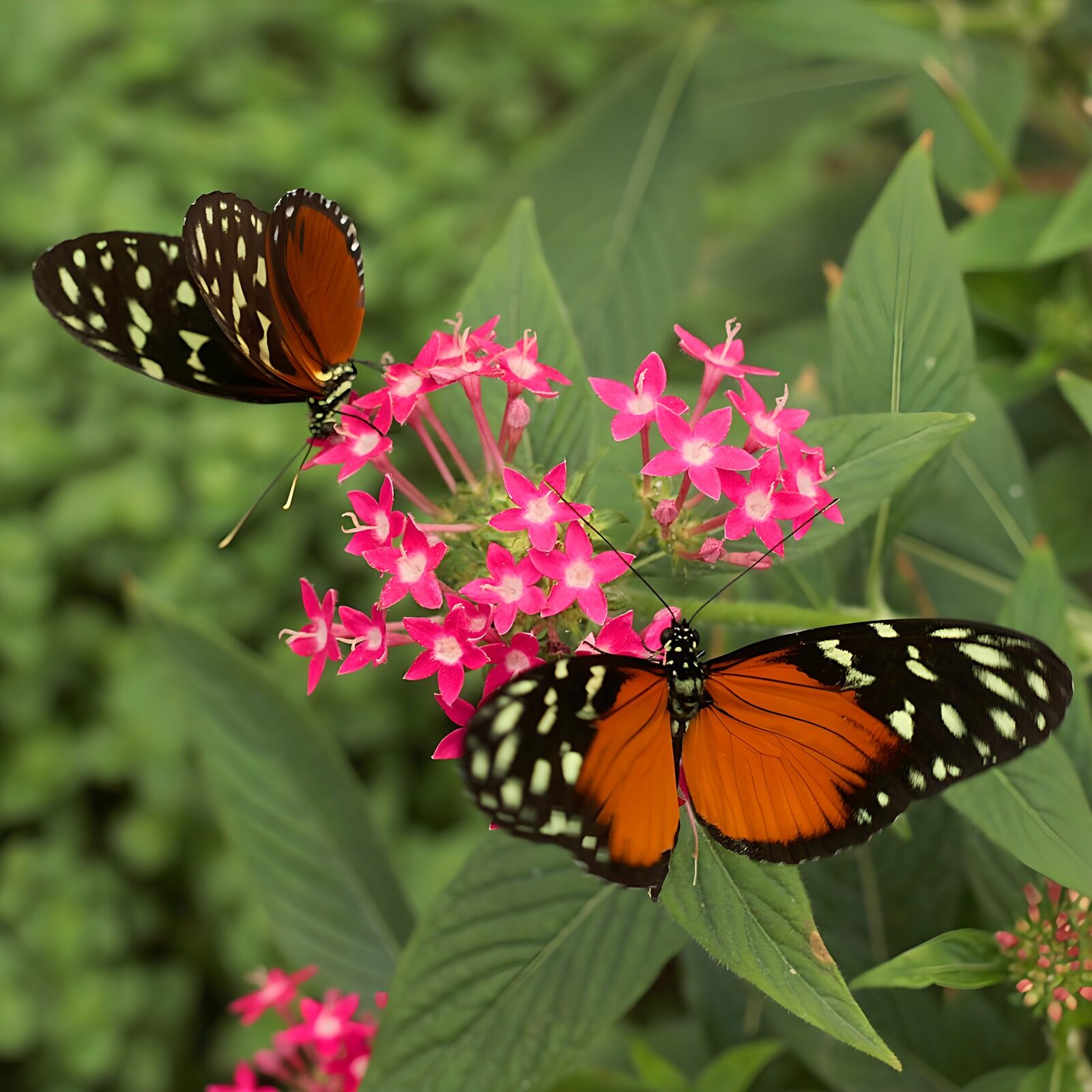 HPDK74429: Orange sommerfugle på pink blomster