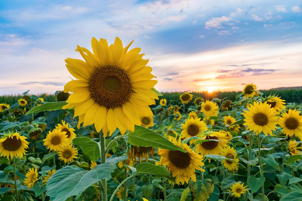 Solsikkemark i solnedgang