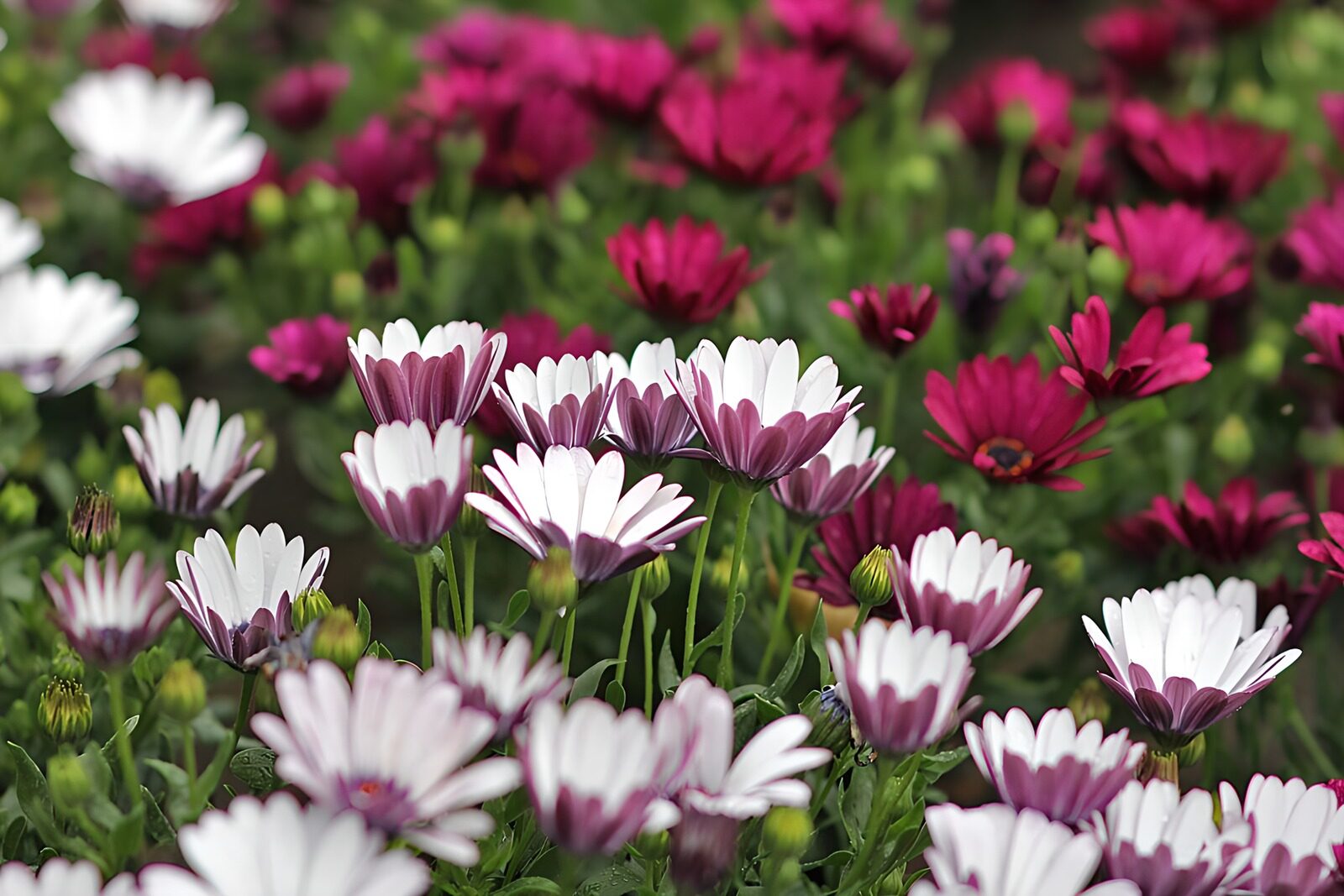 HPDK33364: Hvide, lilla og rosa blomster i tæt flor