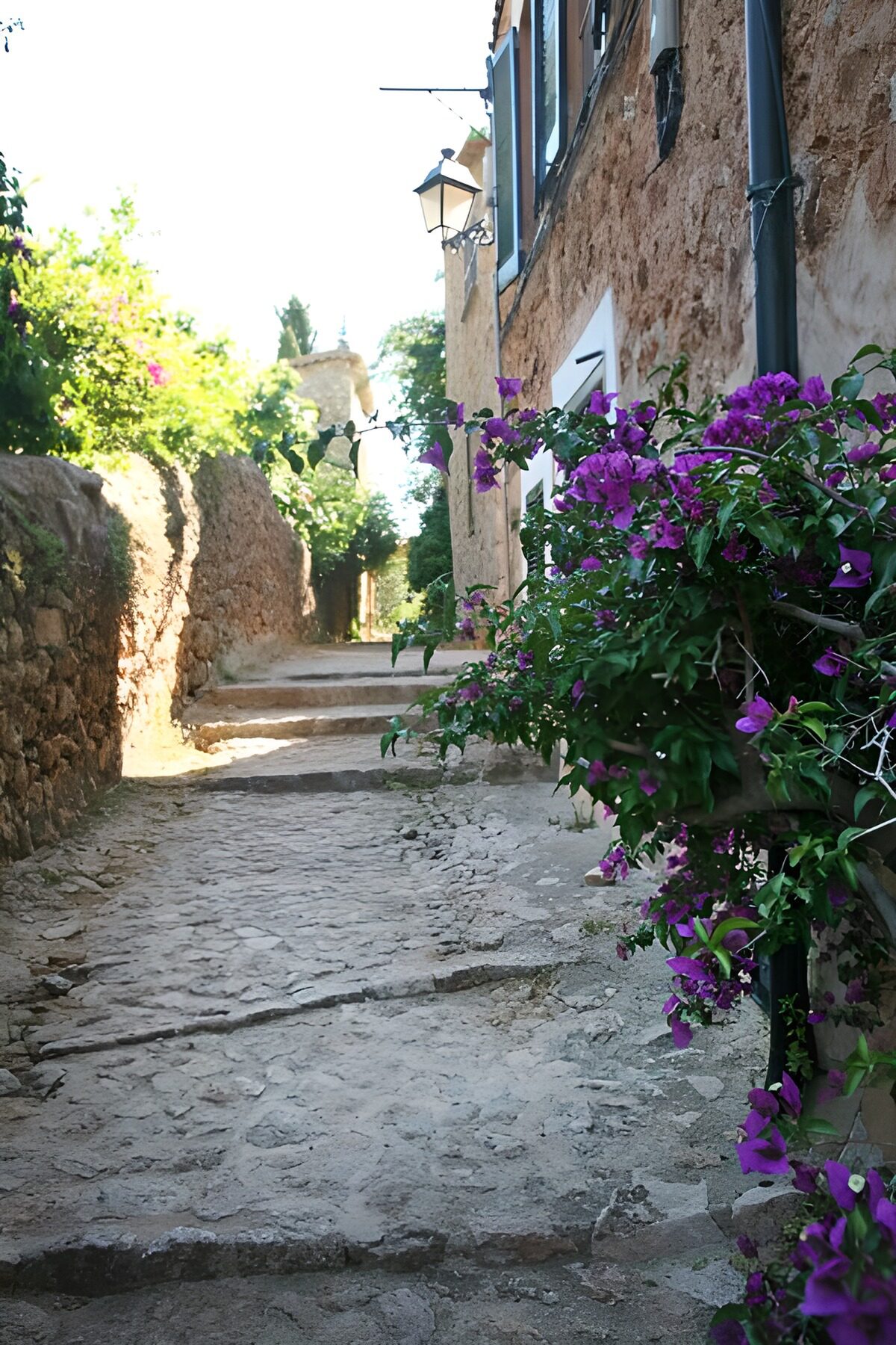 Stille stengyde med lilla blomster