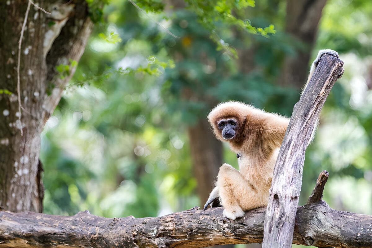 Gylden gibbon i ro på en gammel gren