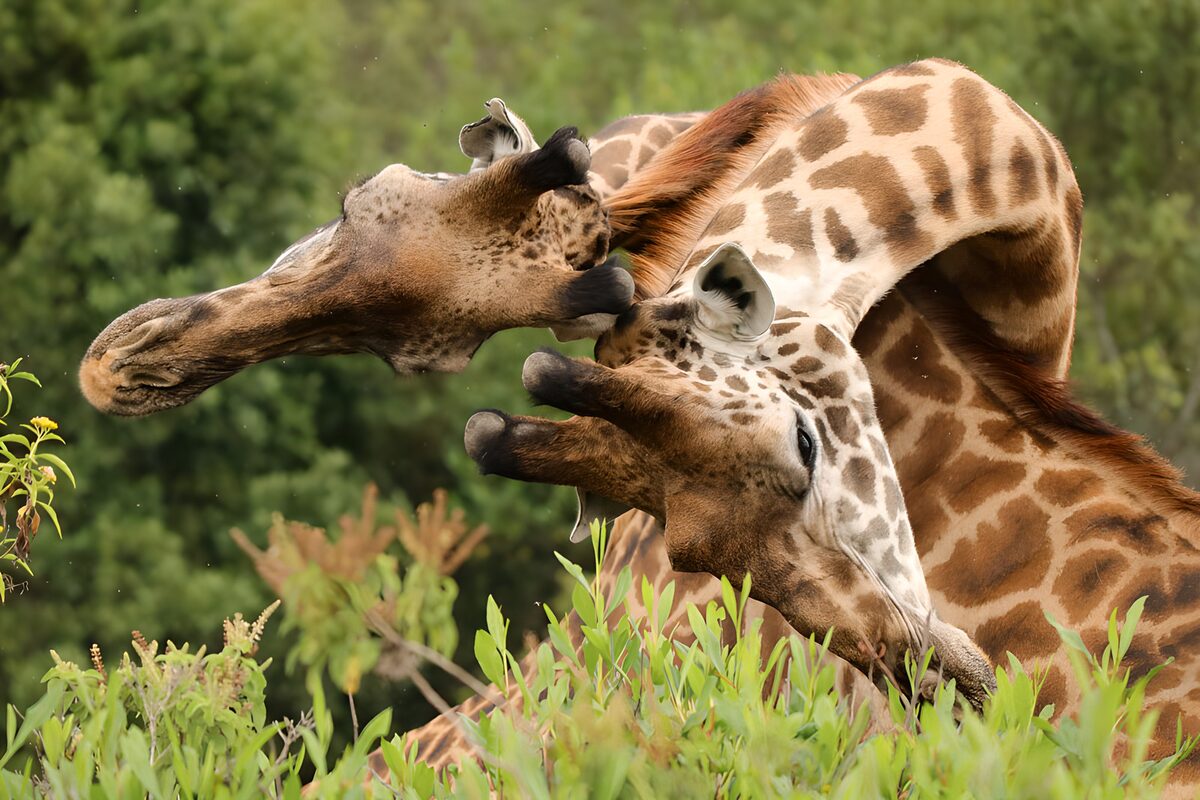 To giraffer tæt sammen i det grønne