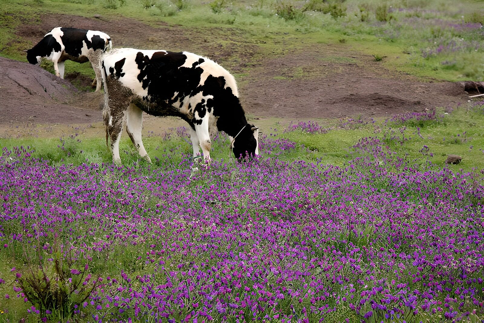 HPDK14693: Køer i et hav af lilla blomster