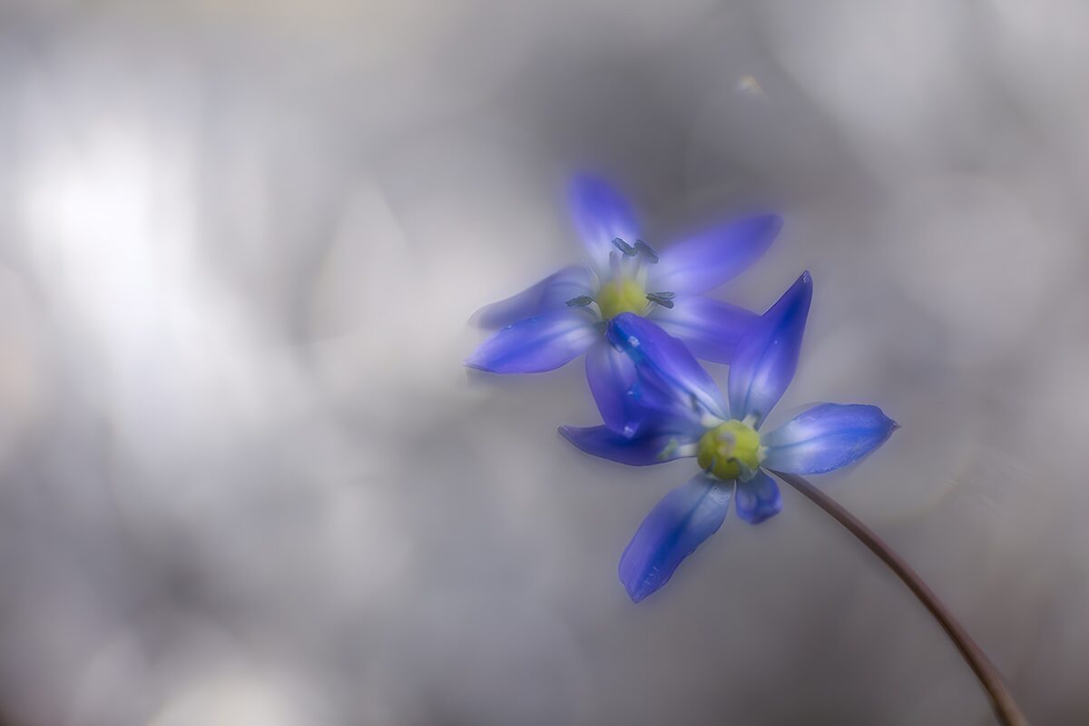 To blåviolette blomster i blødt lys