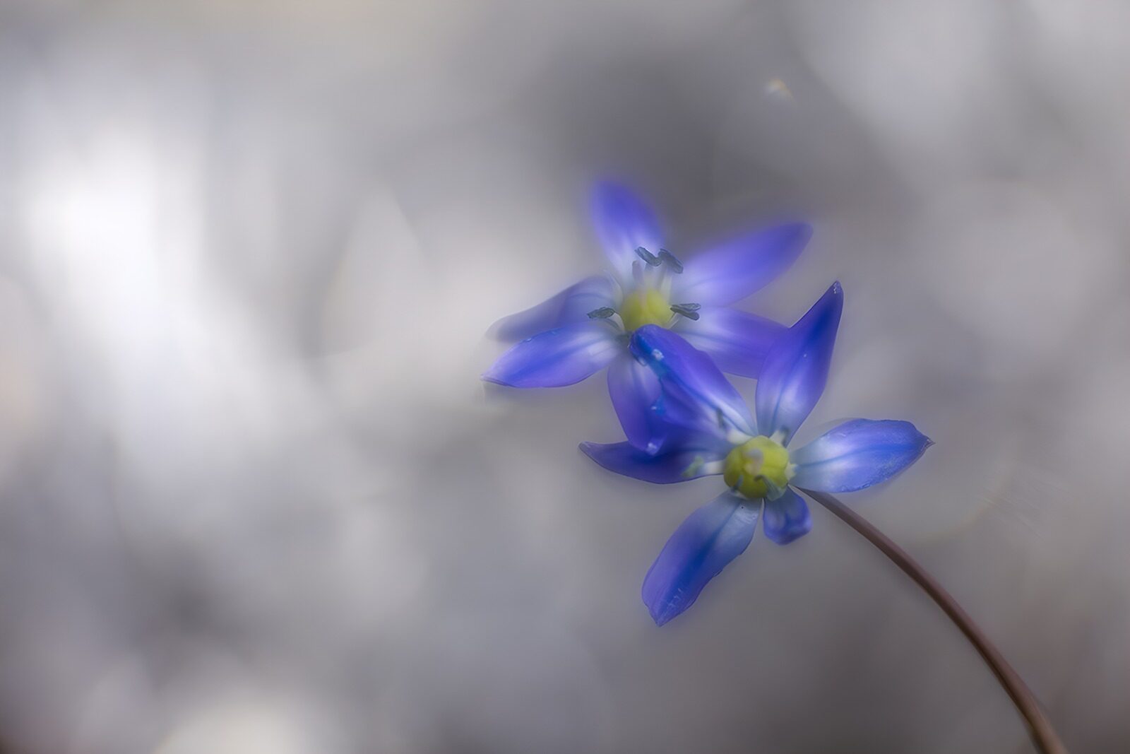 HPDK77598: To blåviolette blomster i blødt lys