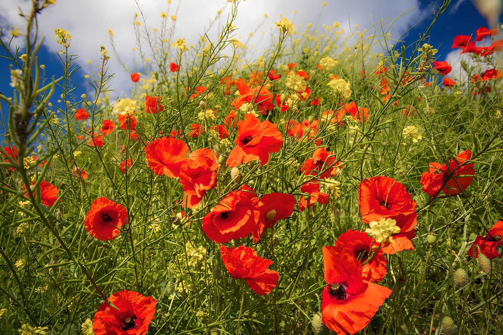 HPDK18433: Røde valmuer og gule blomster i sol
