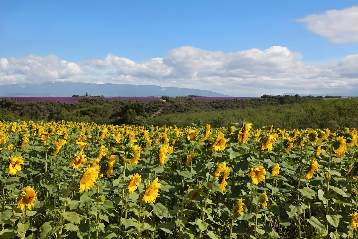 Solsikkemark under blå himmel