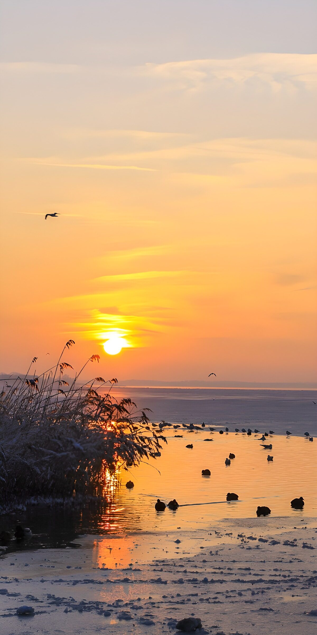 HPDK78494: Solnedgang over is og vandfugle