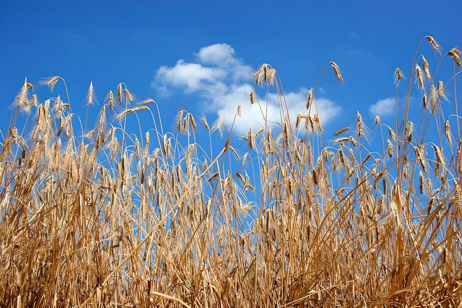 HPDK36597: Gyldent korn under blå sommerhimmel
