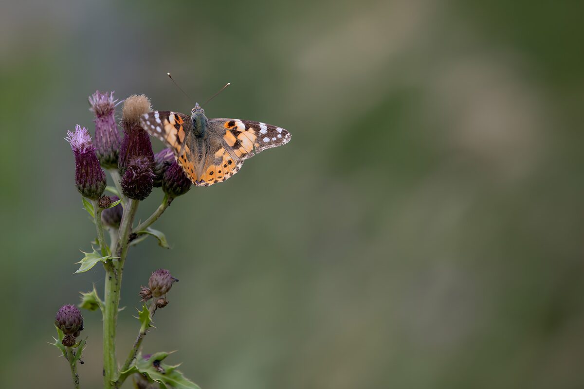 Tidselsommerfugl i ro på lilla tidsler