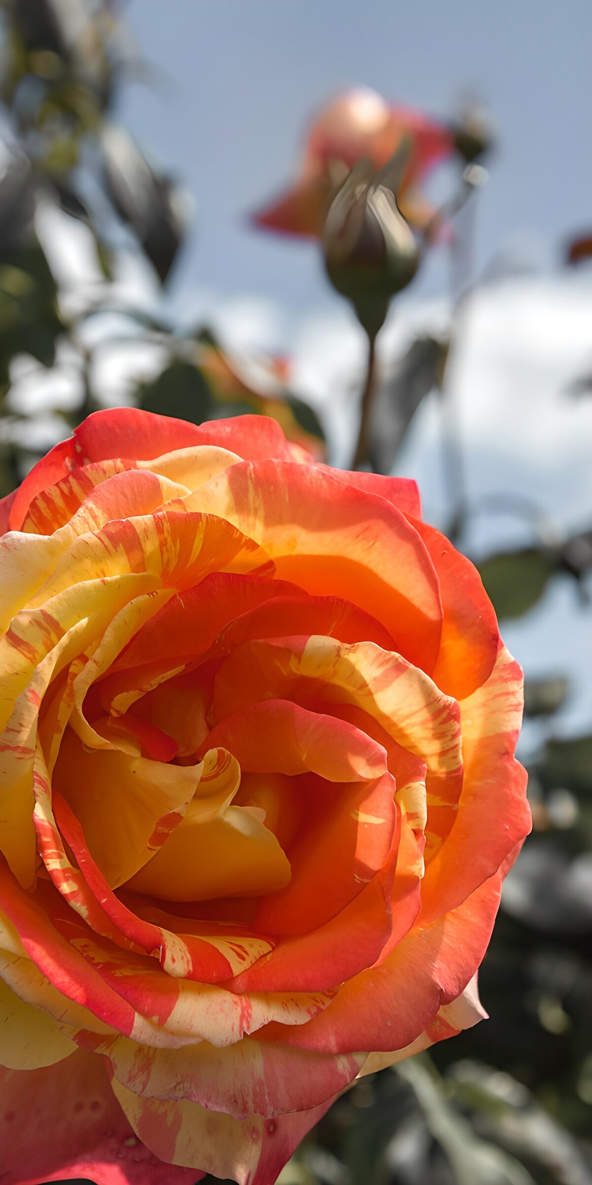 HPDK46632: Stribet rose i varmt sollys