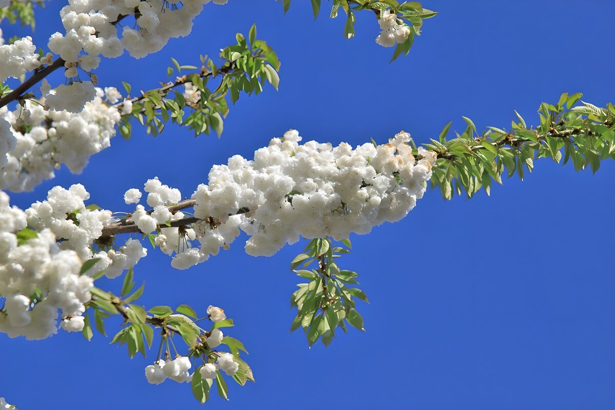 Hvide blomstergrene i forårssol