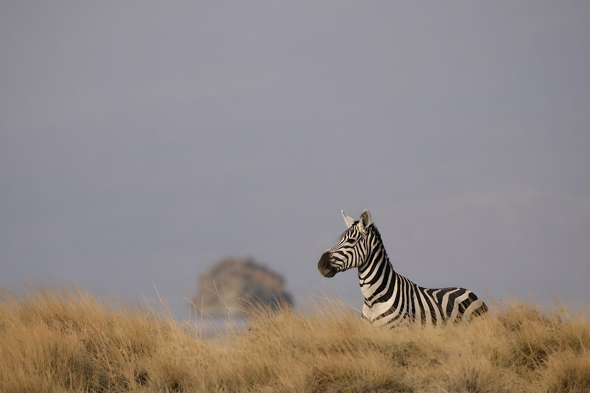 Zebra på vagt i det høje græs