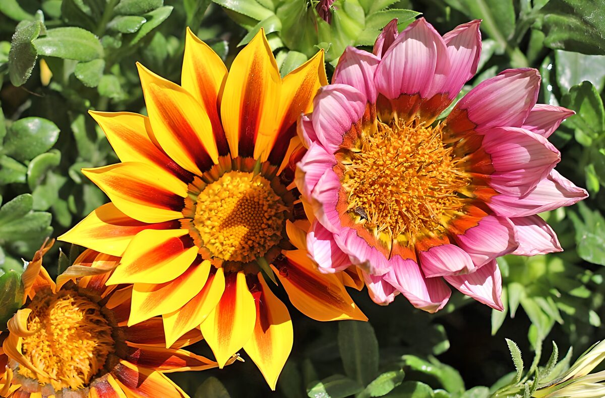 Gule og lyserøde gazania i solskin