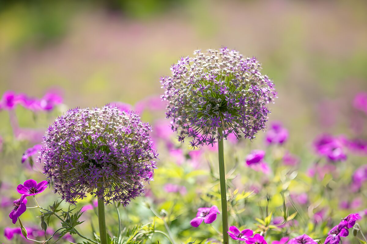 To lilla prydløg i et lyst blomsterbed