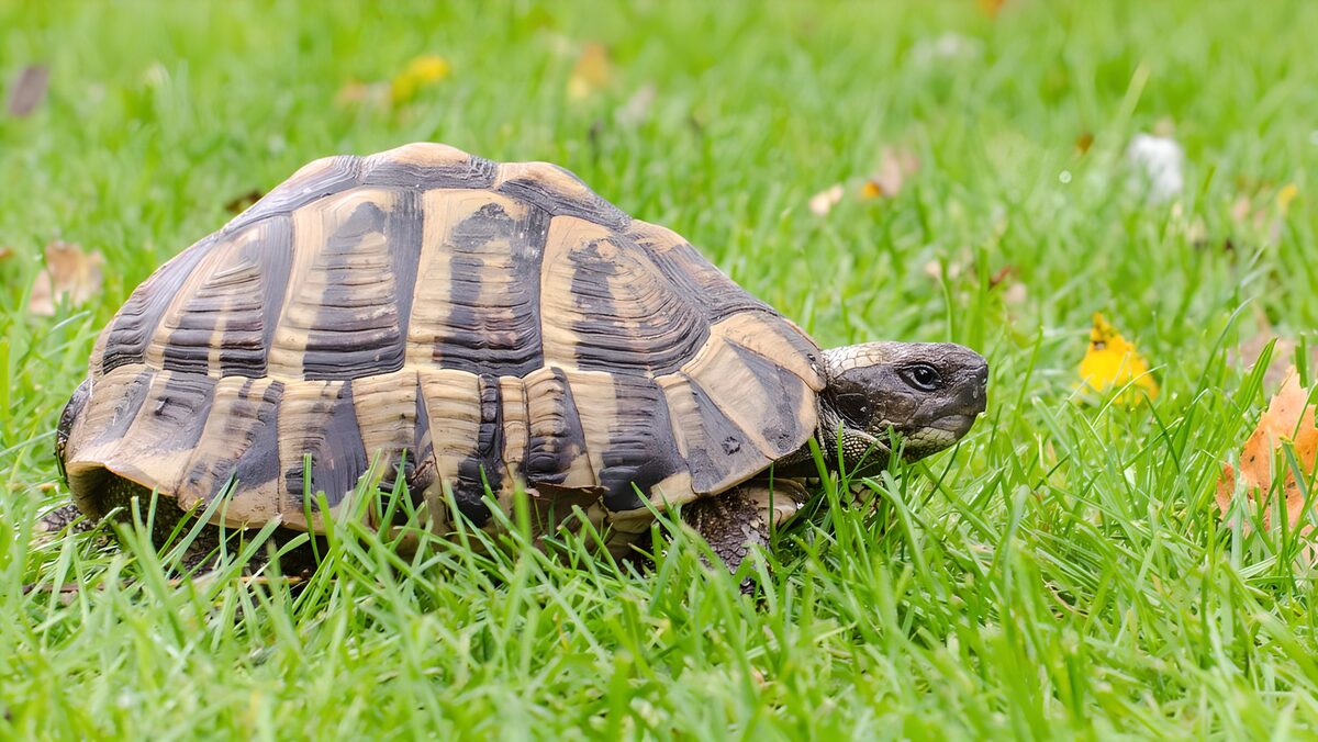 Landskildpadde i frodigt grønt græs