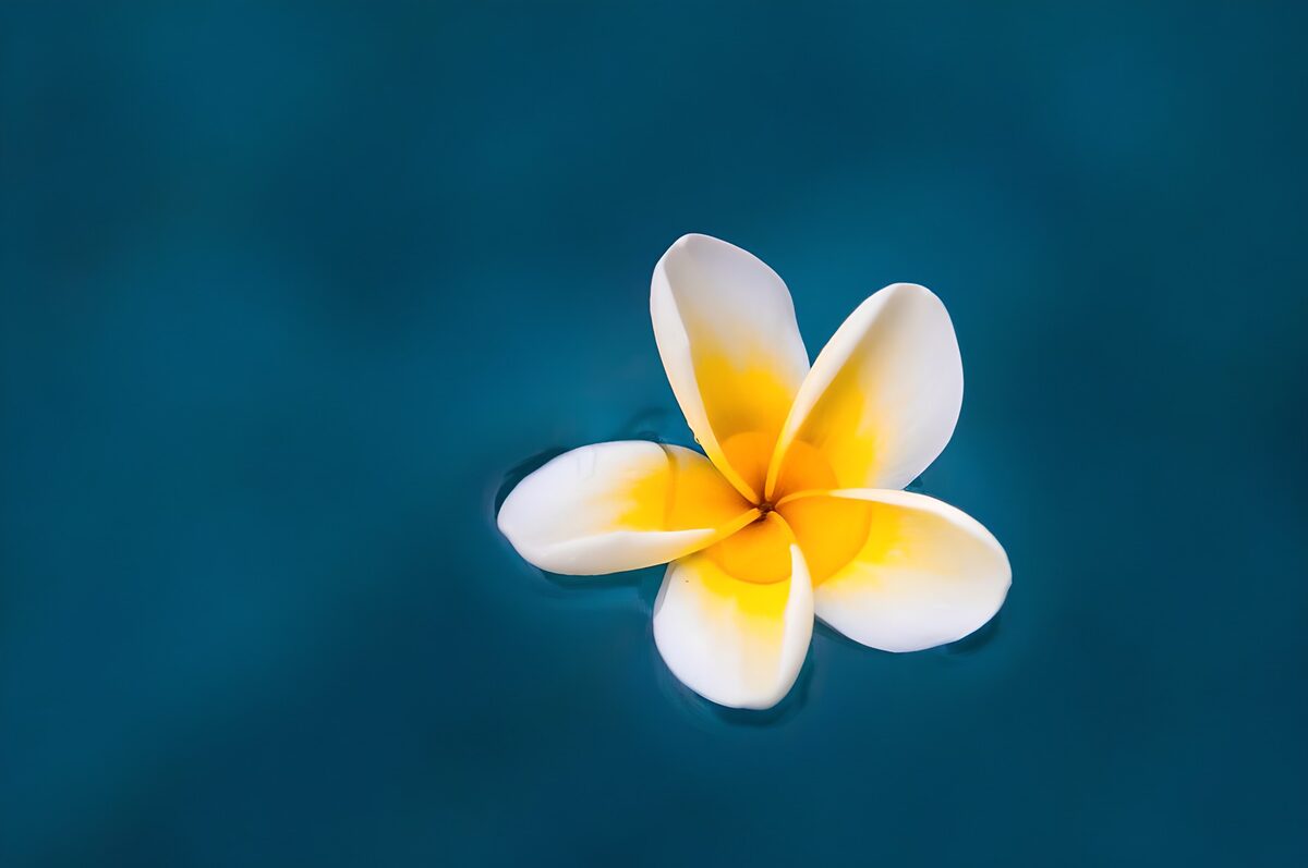 Frangipani i ro på blåt vand
