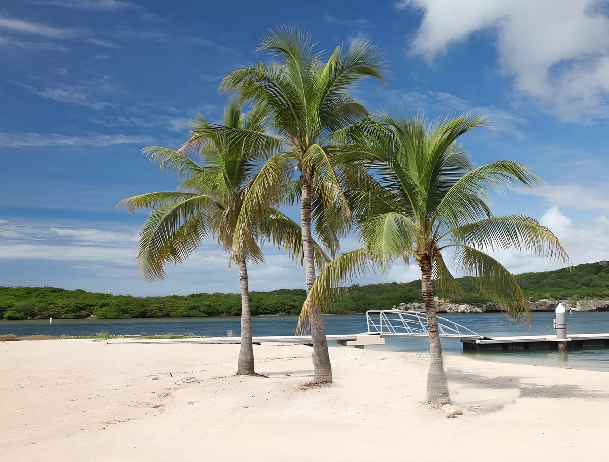 Tre palmer ved en solrig sandstrand