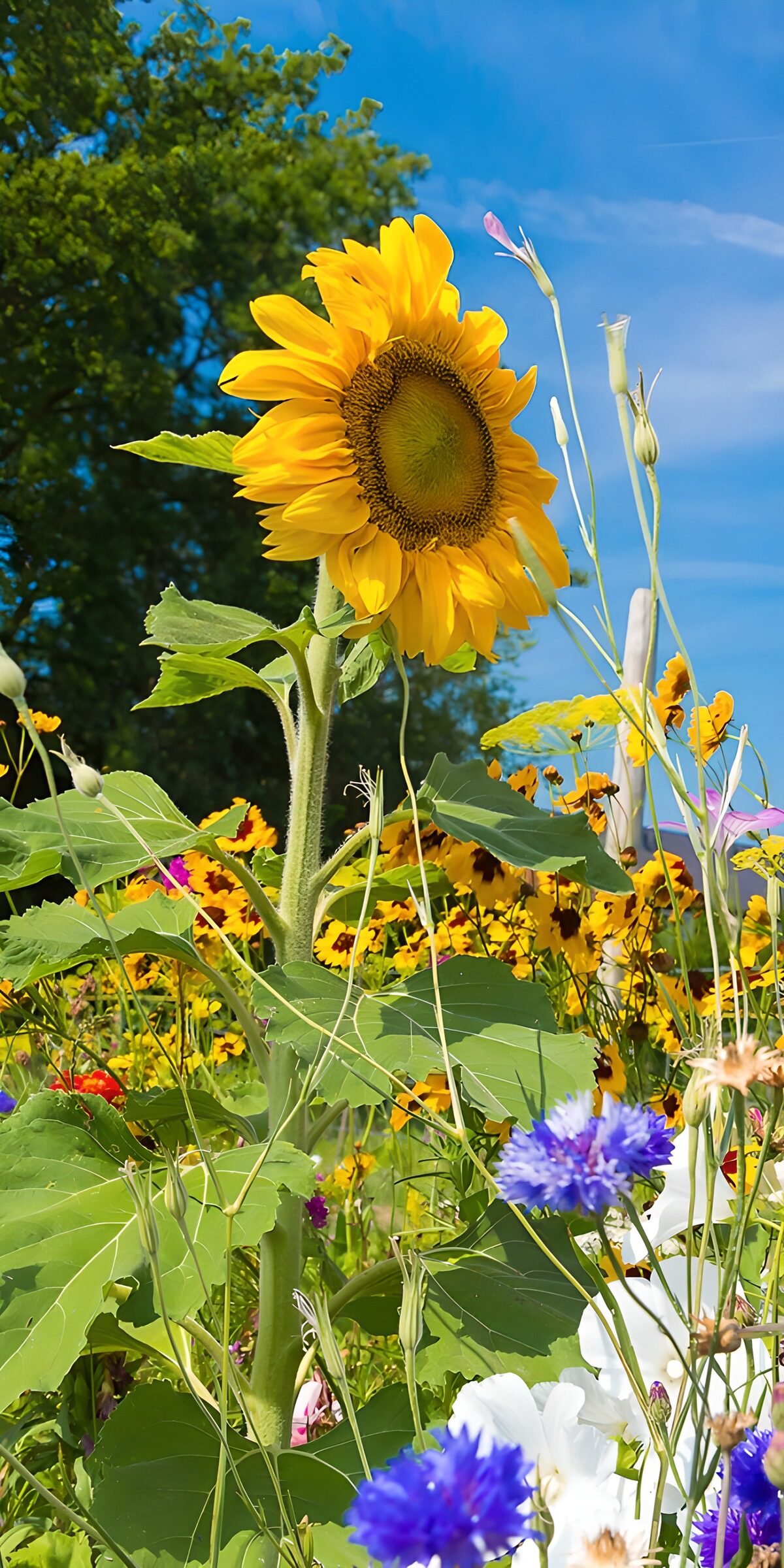 HPDK16417: Solsikke over blå og hvide blomster