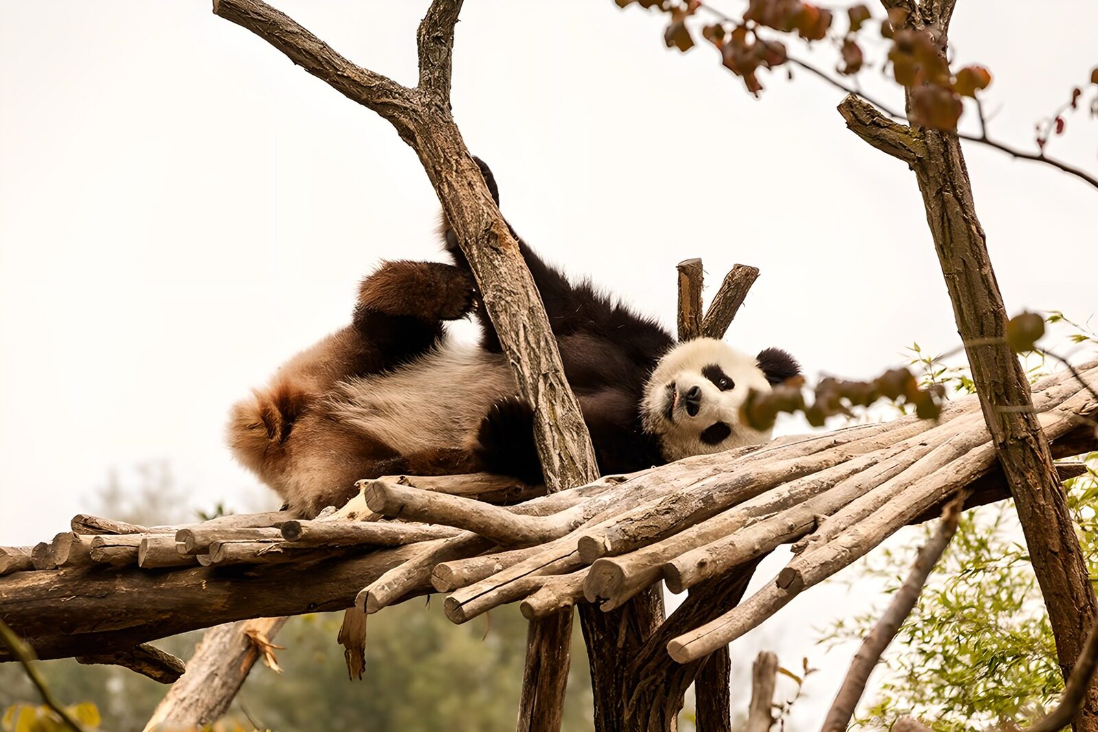 HPDK45473: Panda på ryggen mellem træstammer