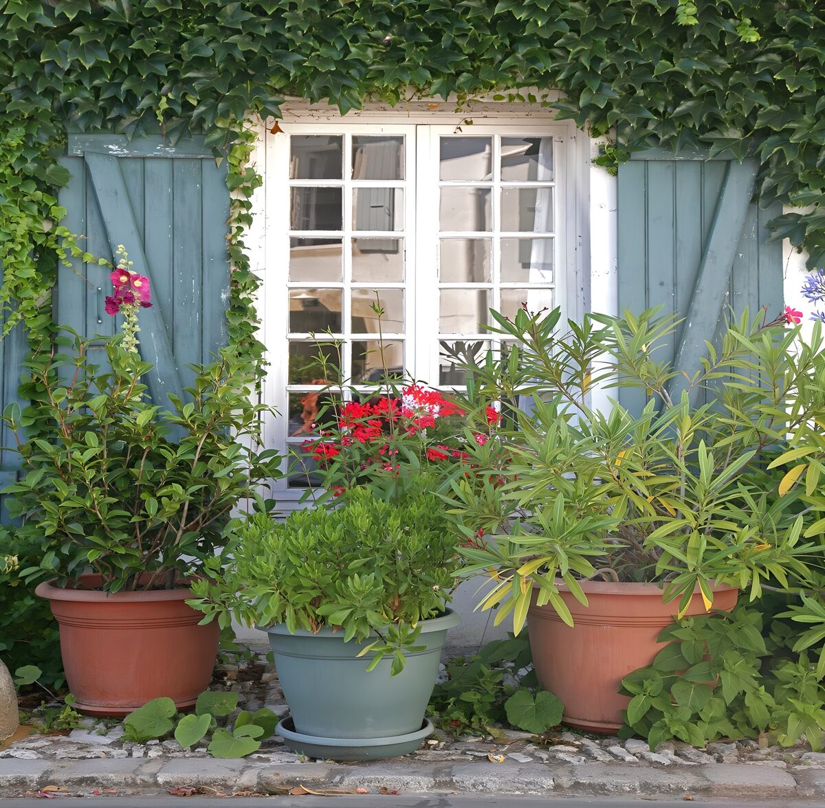 Vindue med blågrønne skodder og blomster