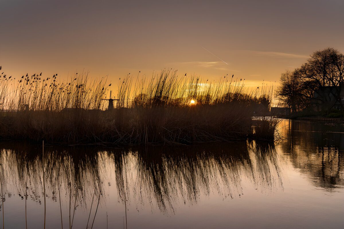 Solnedgang over rørskov og stille vand