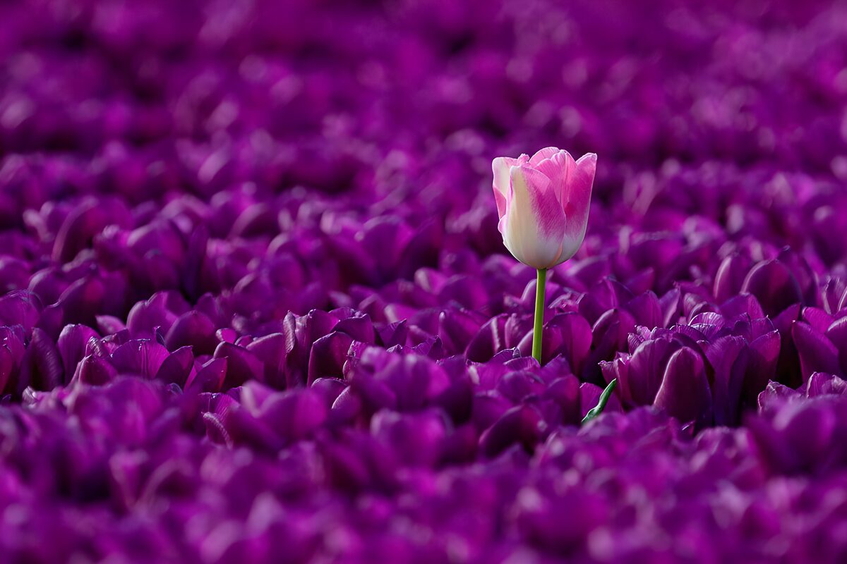 Lyserød tulipan over et lilla blomsterhav
