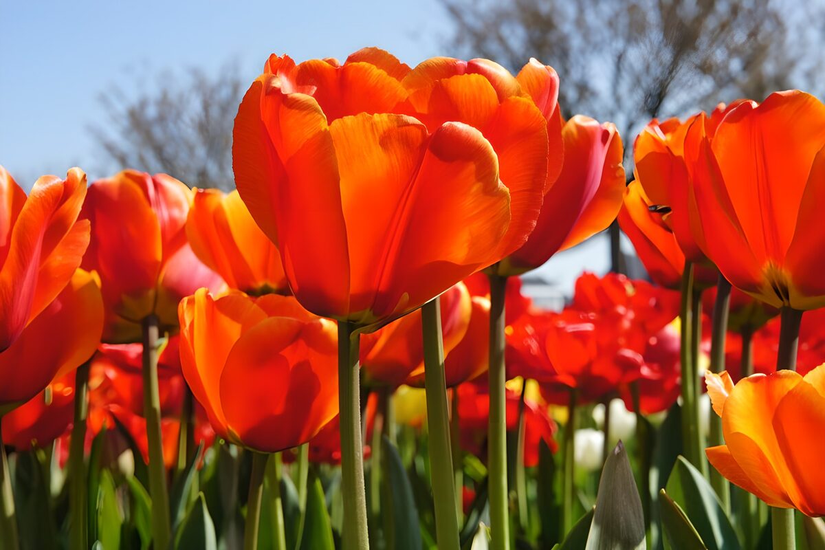 Orange og røde tulipaner i forårssol