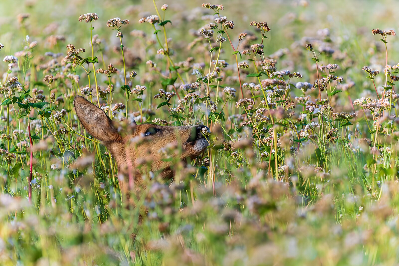 HPDK91058: Rådyr skjult i blomsterengen
