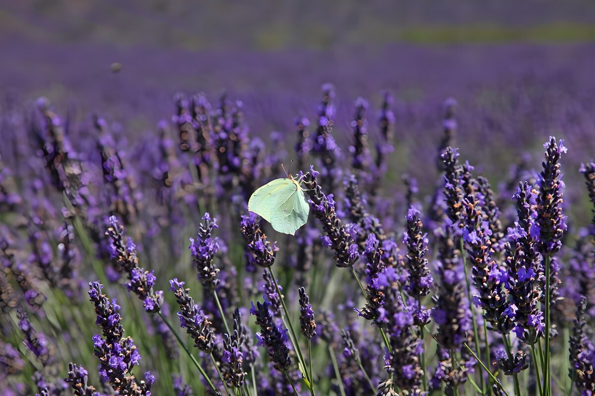 Citronsommerfugl på solbeskinnet lavendel