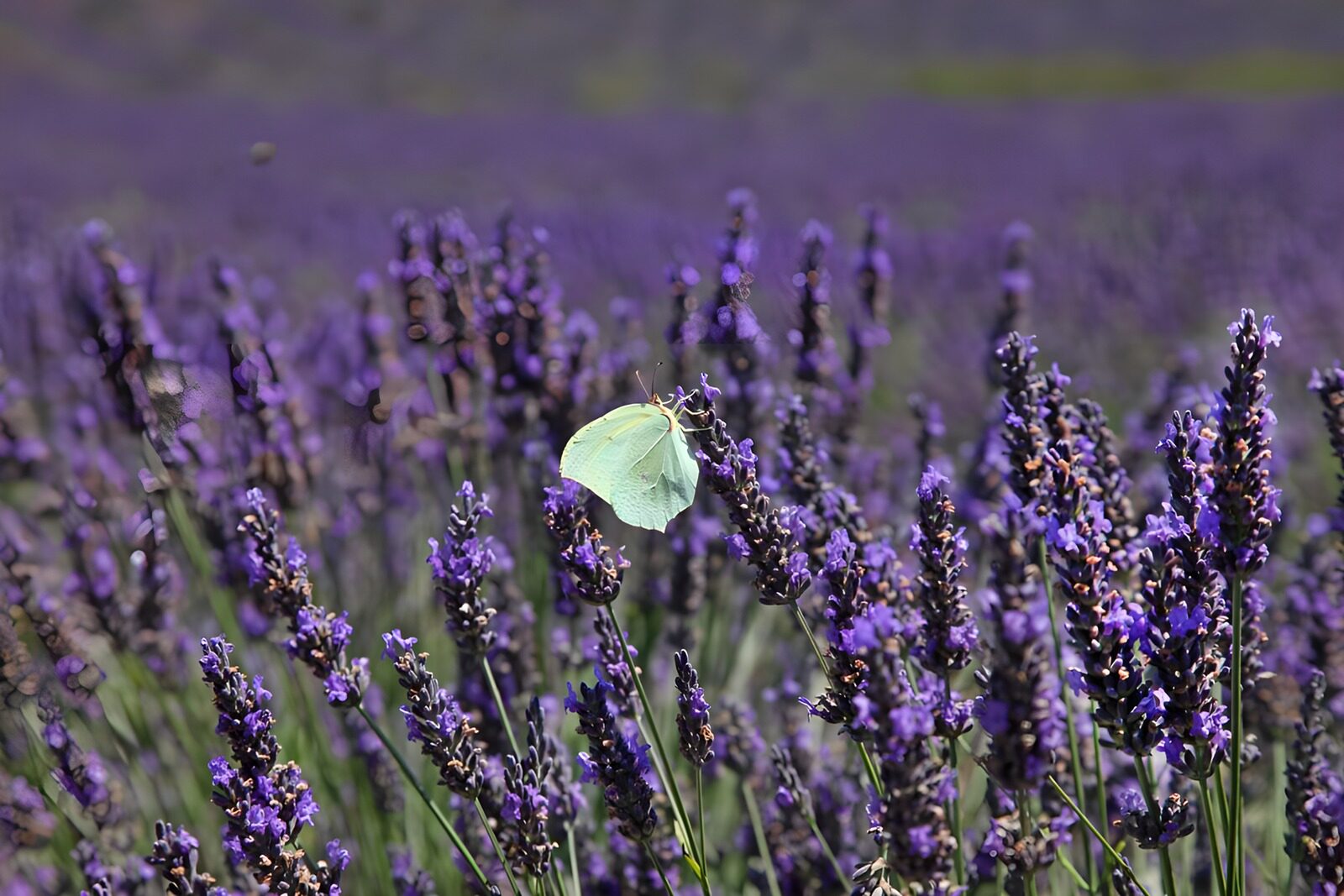 HPDK71829: Citronsommerfugl på solbeskinnet lavendel