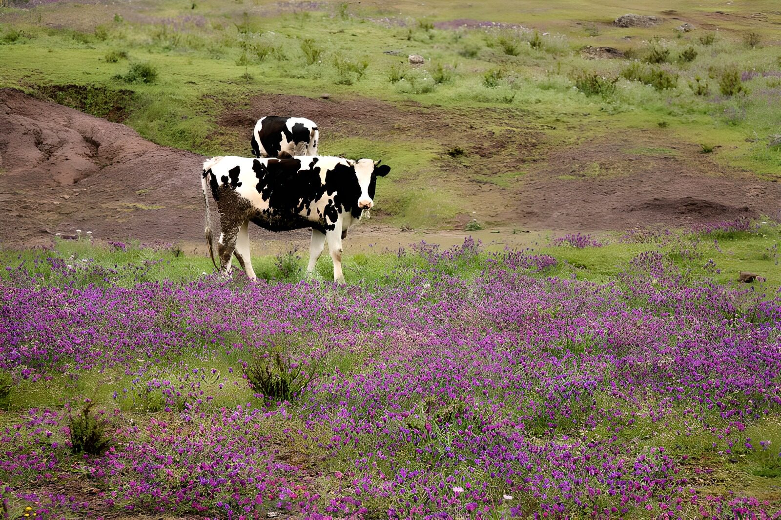 HPDK97863: Sortbrogede køer i en lilla blomstereng