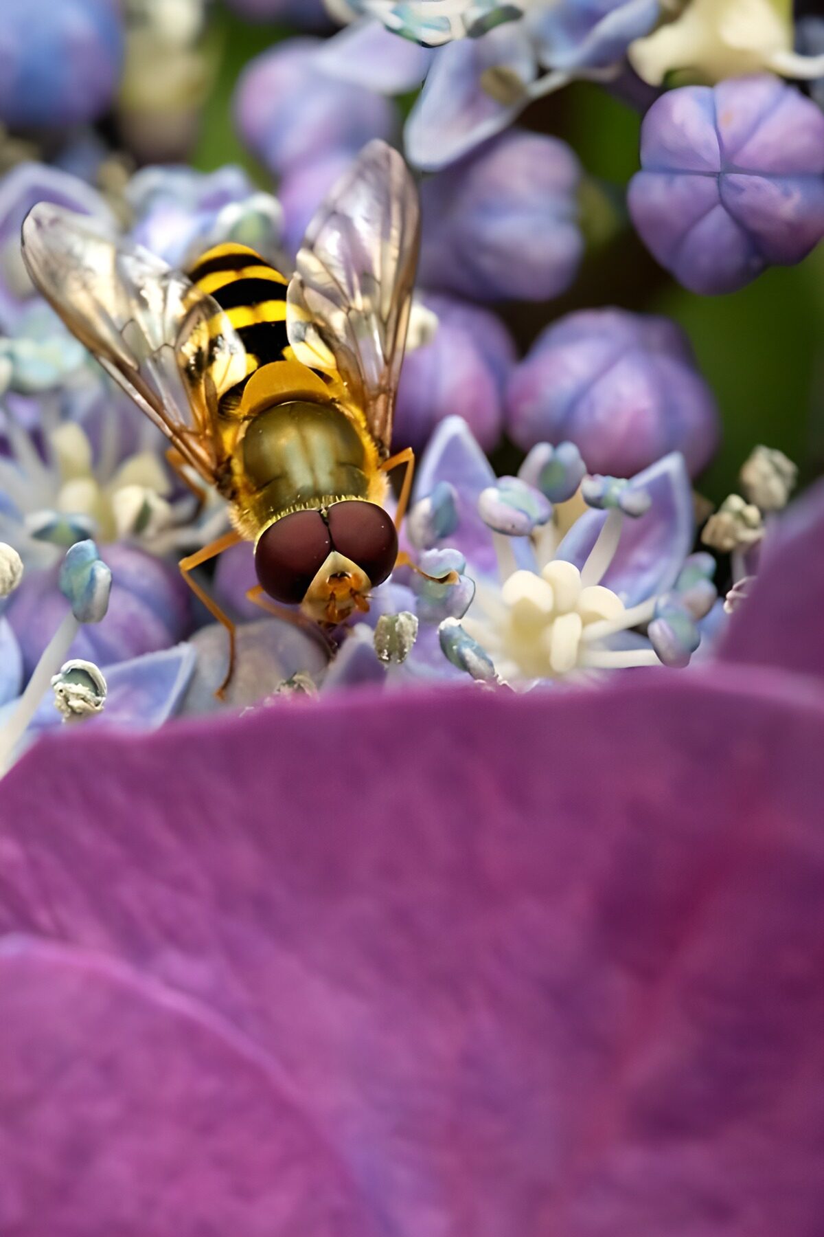 HPDK40247: Svirreflue på hortensia i sollys