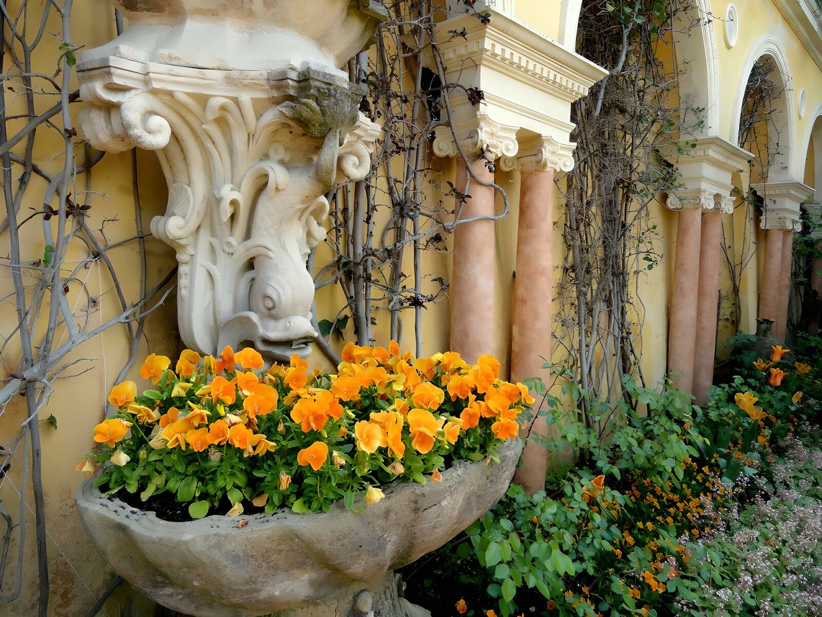 HPDK57607: Stedmoderblomster ved den gule facade