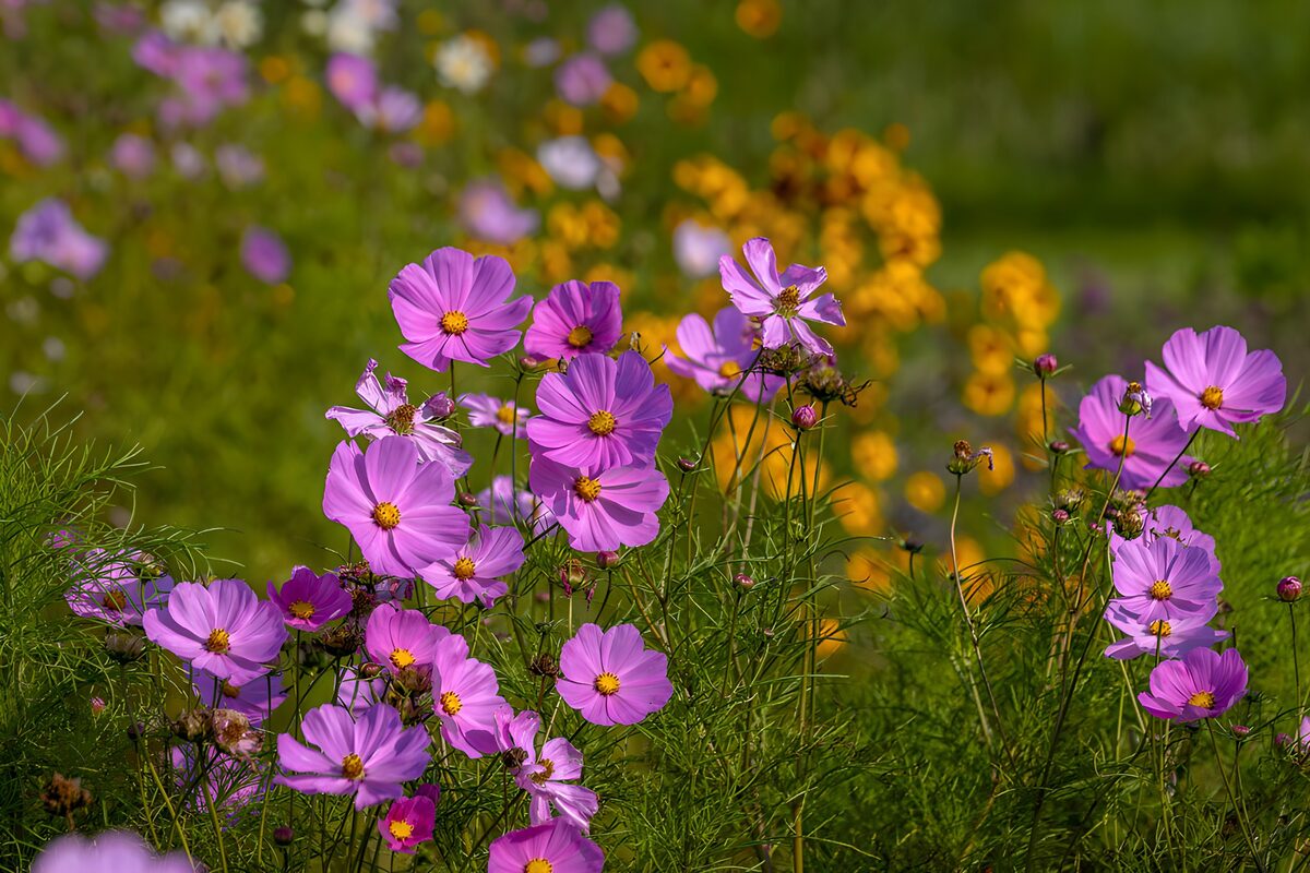 Rosa og lilla stolte kavalerer i sol