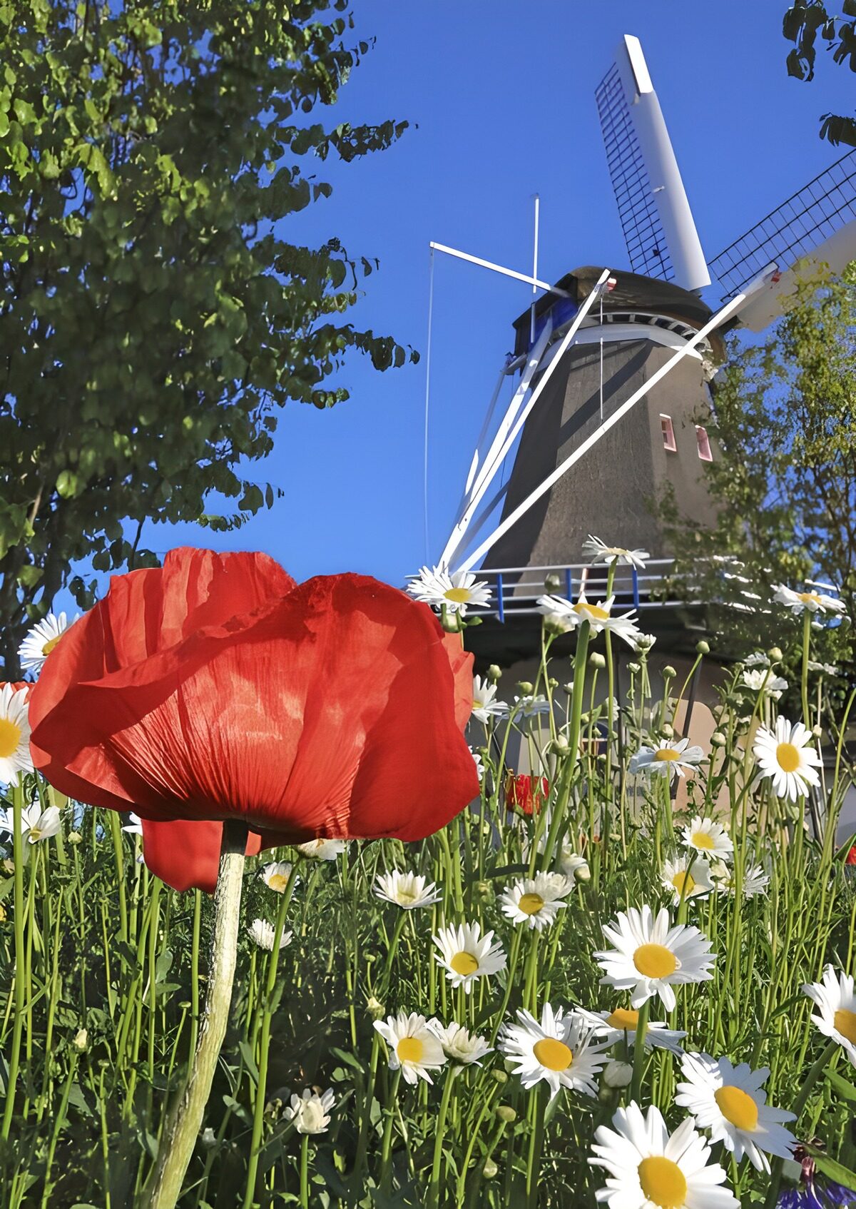 HPDK69805: Vindmølle bag sommerens blomster