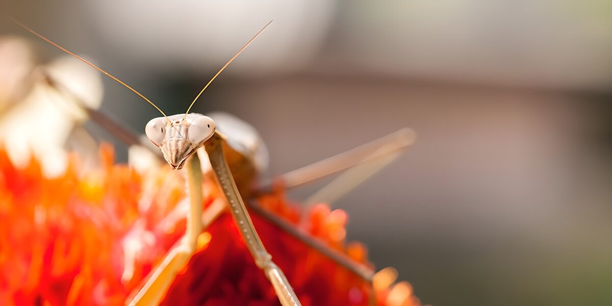 Knæler på orangerød blomst i varmt lys
