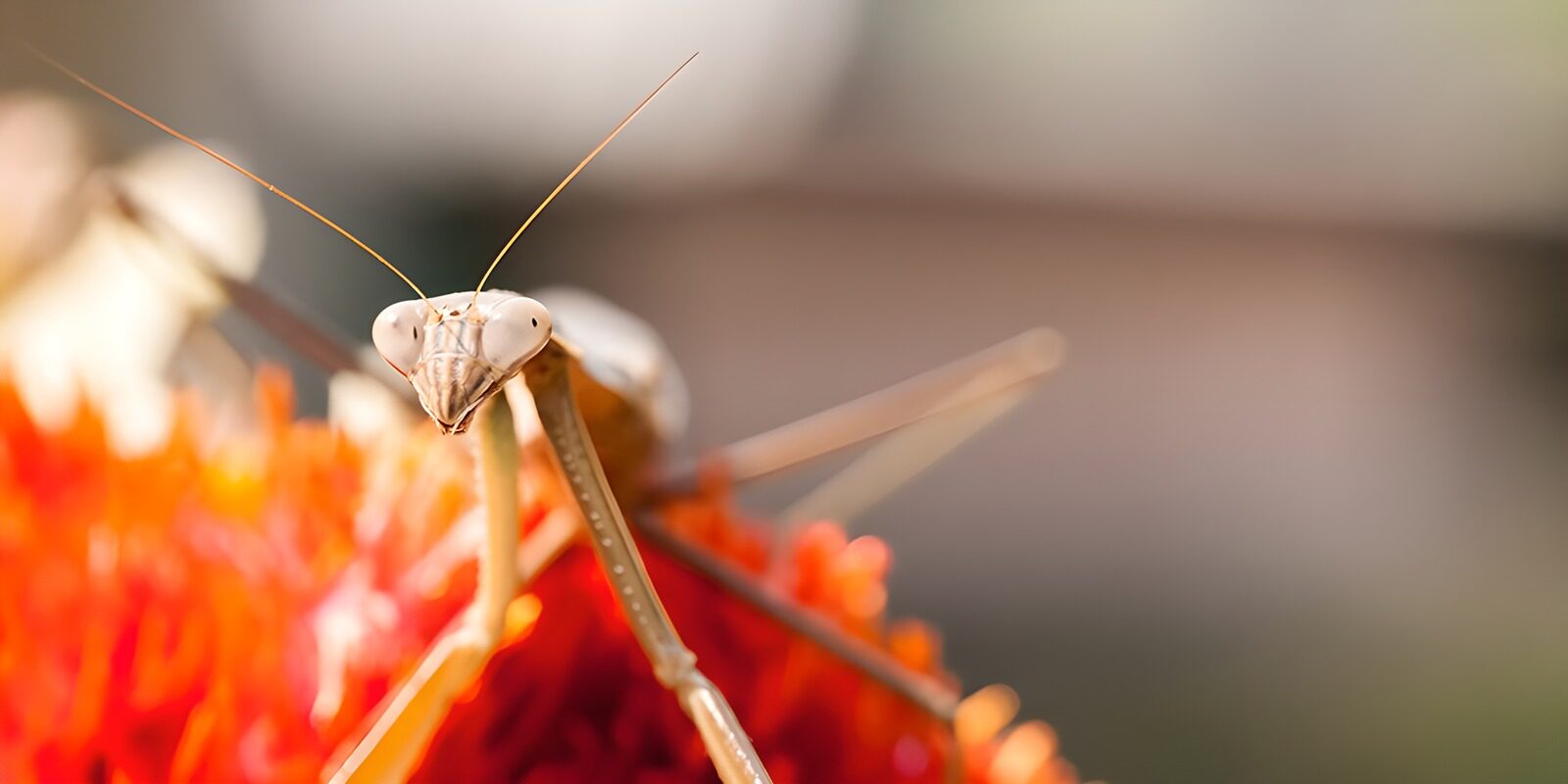 HPDK22923: Knæler på orangerød blomst i varmt lys