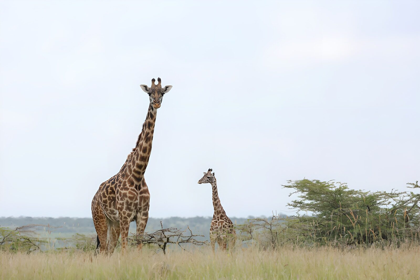 HPDK45619: To giraffer i savannens høje græs