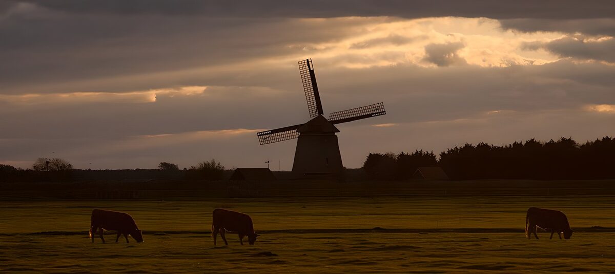 HPDK39377: Køer og vindmølle i solnedgang