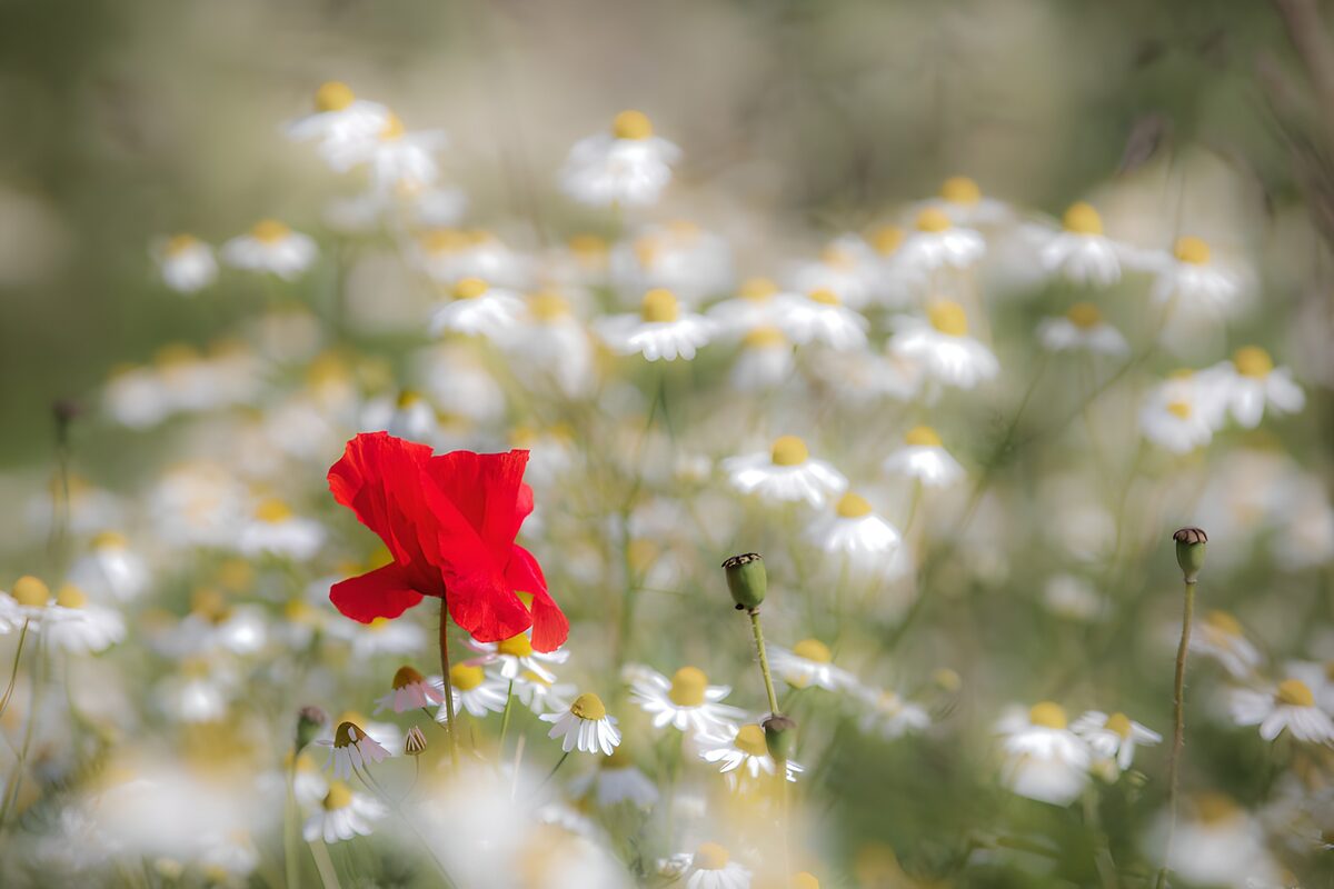 Rød valmue blandt hvide sommerblomster