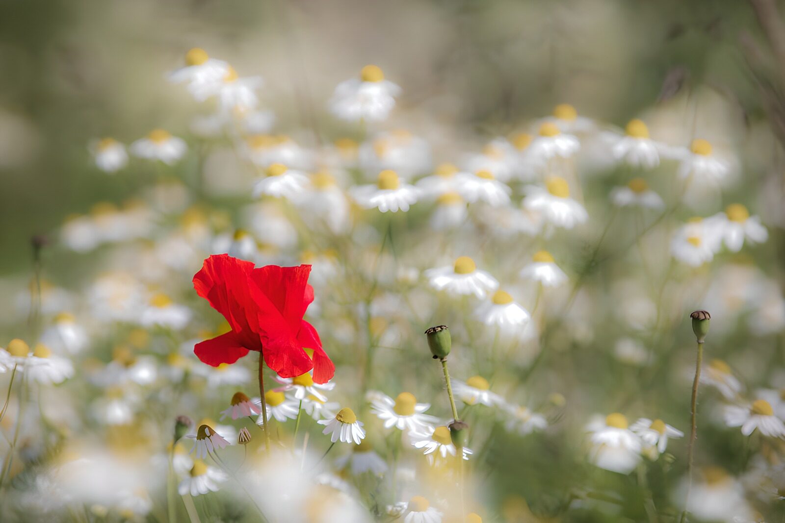 HPDK73657: Rød valmue blandt hvide sommerblomster