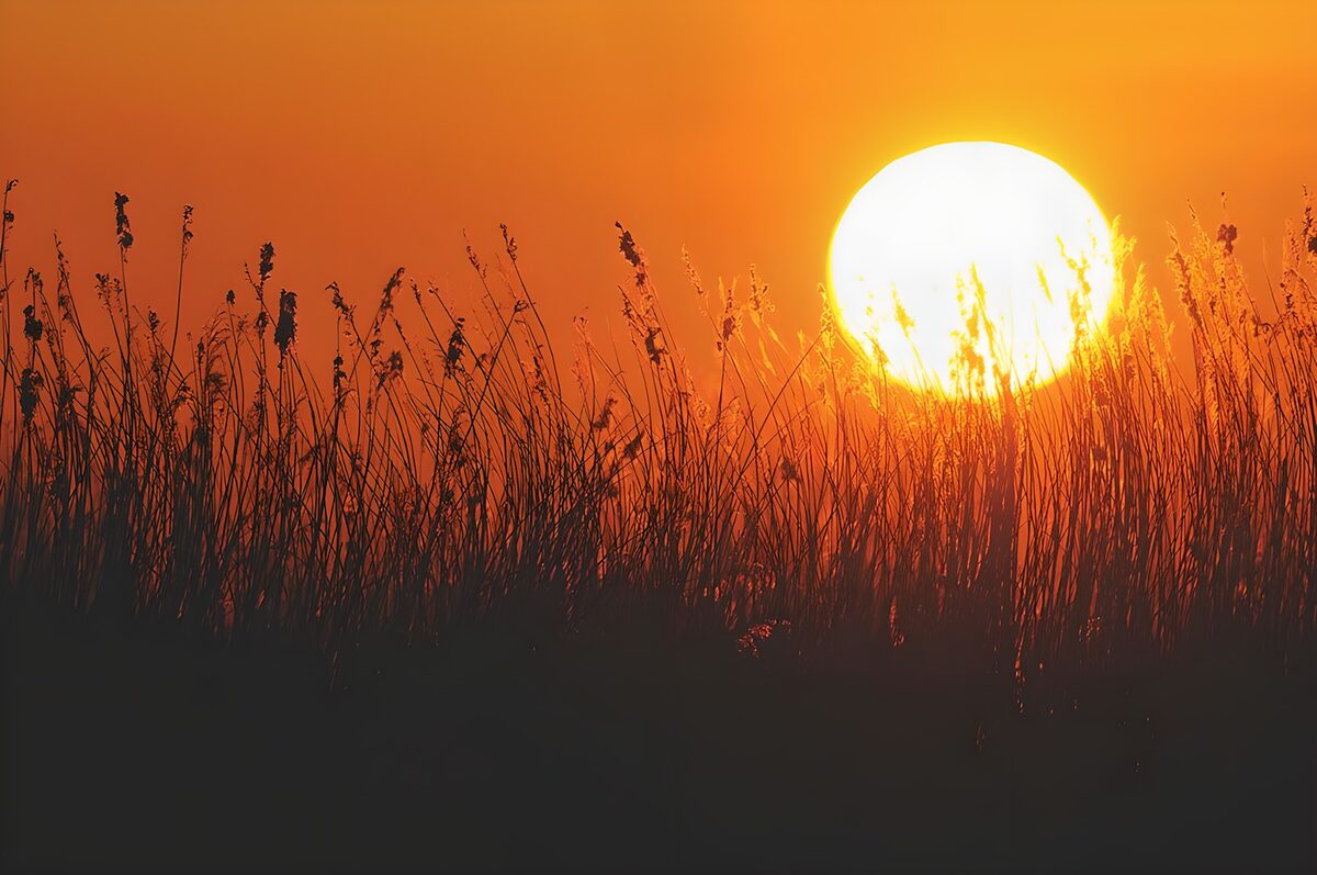 Solnedgang bag høje græsser