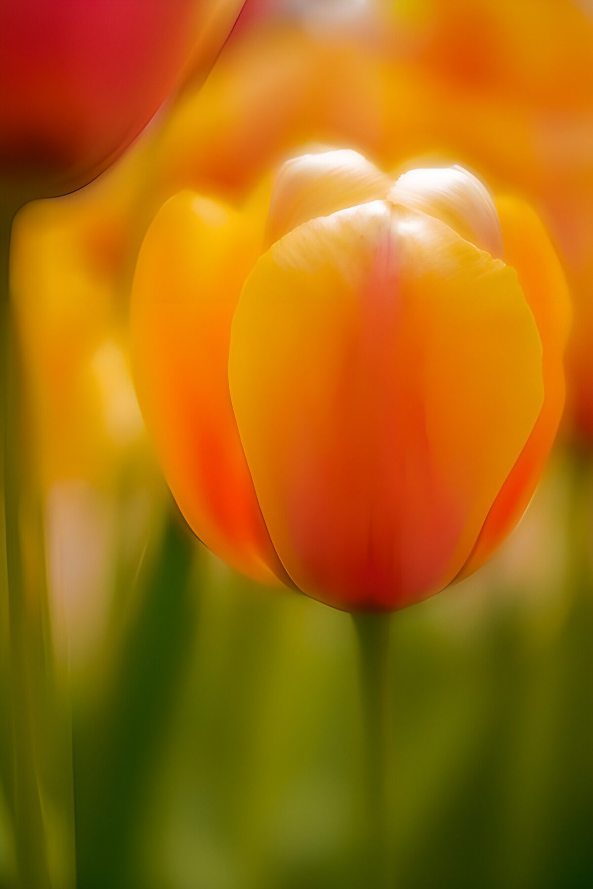 HPDK44362: Orangegul tulipan i blødt lys