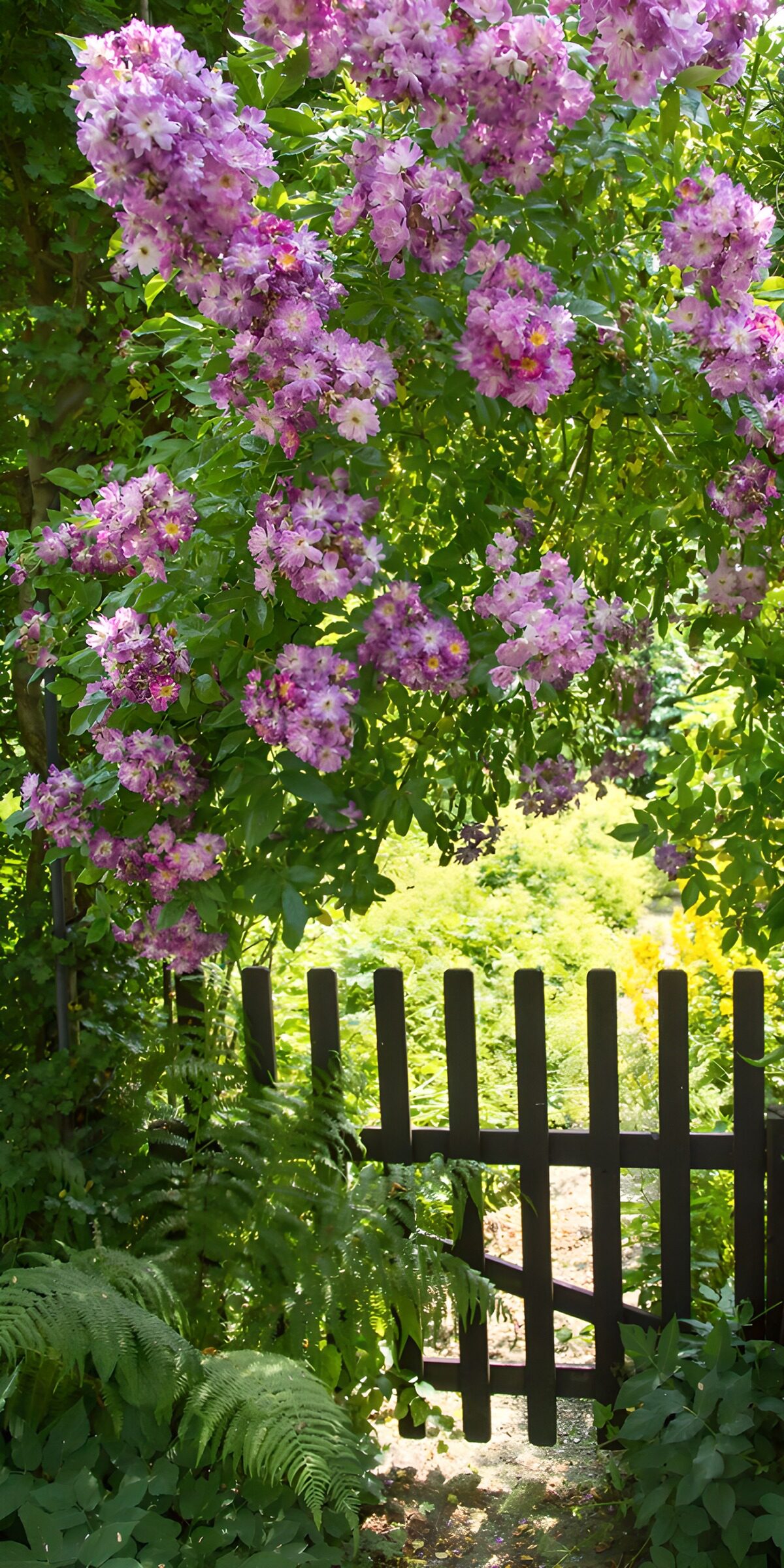 HPDK34882: Mørk haveport under lyserøde blomster