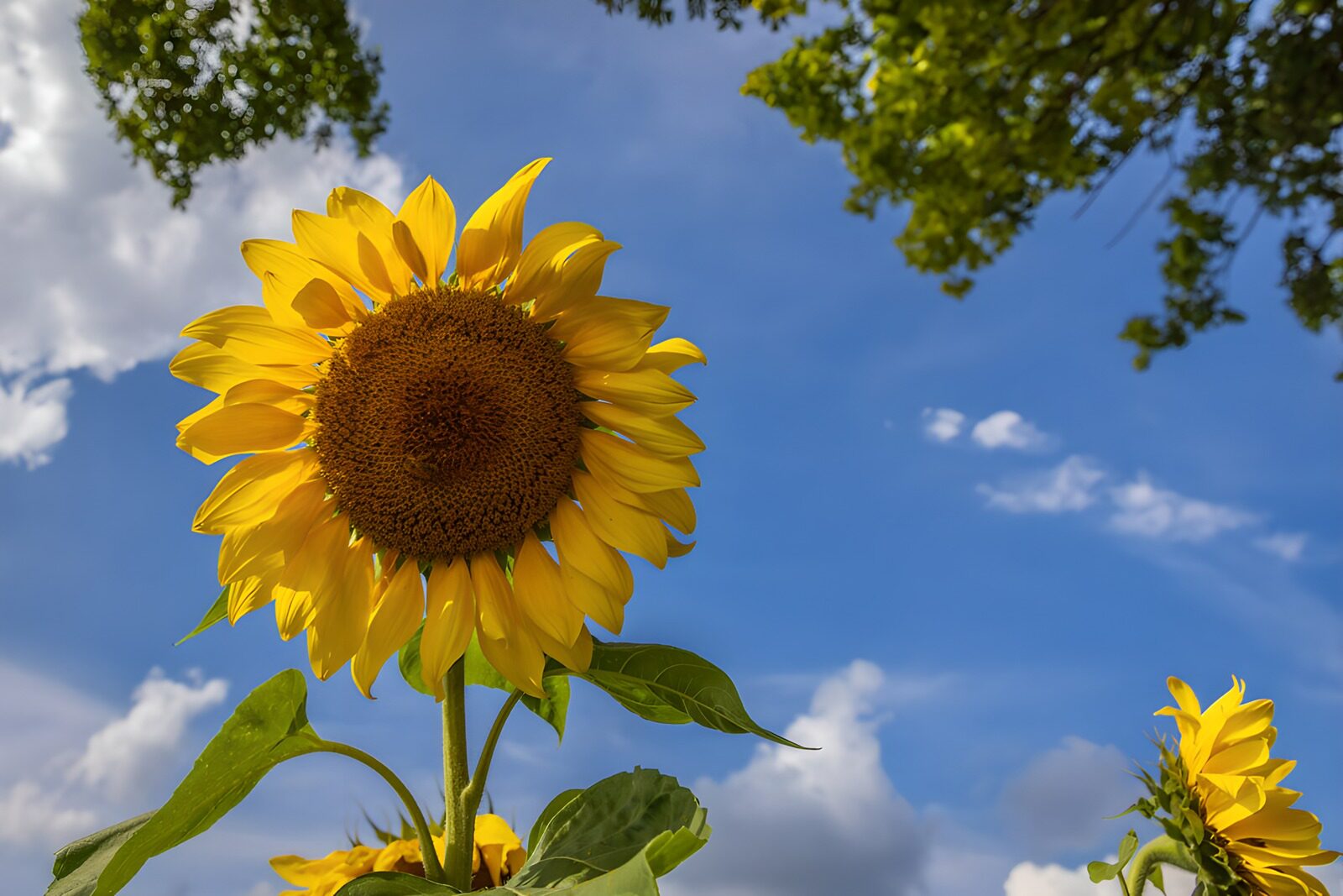 HPDK58968: Gule solsikker mod blå sommerhimmel