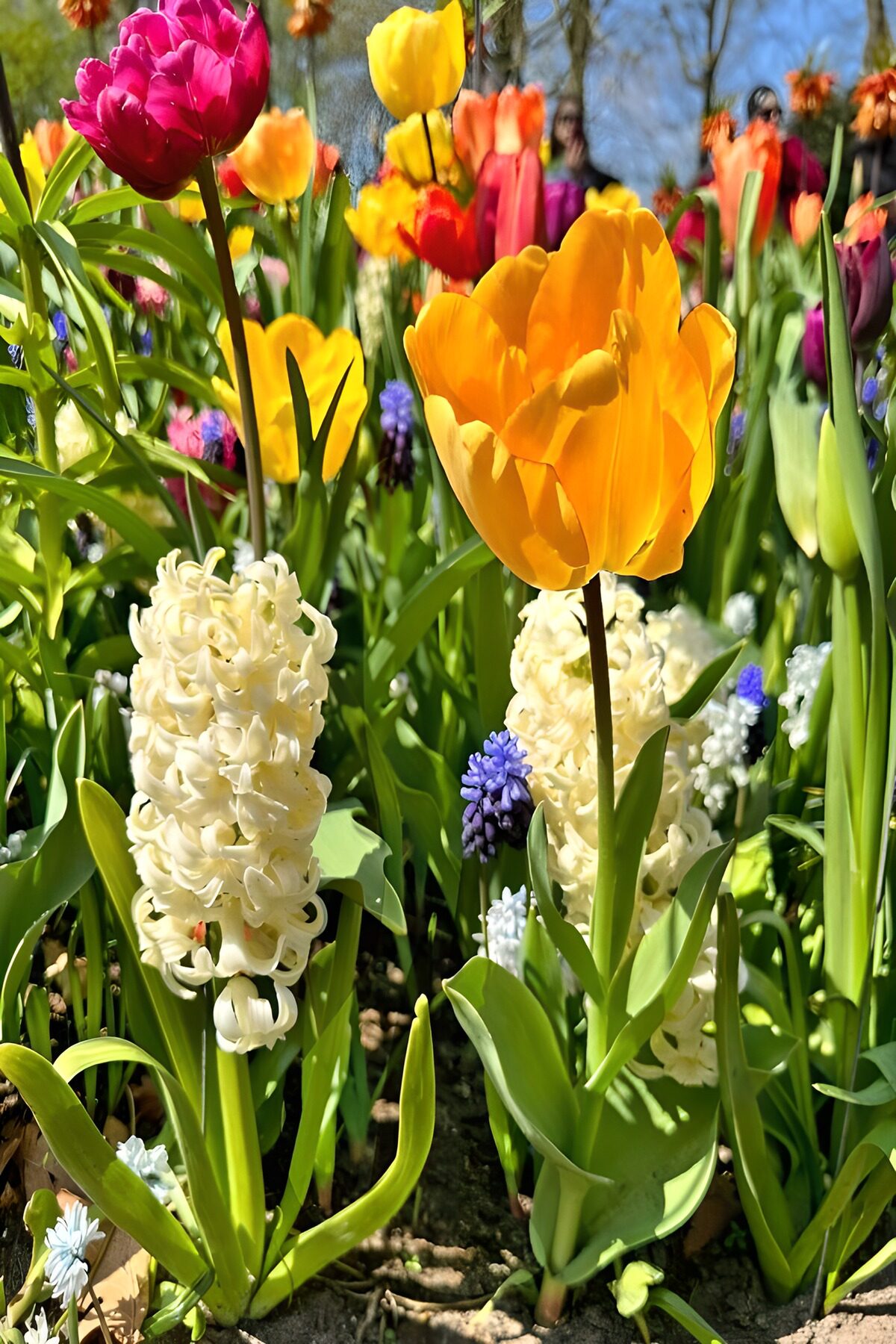 Gul tulipan og hyacinter i forårssol