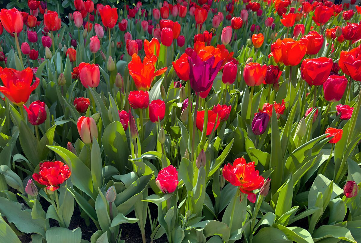 Sol over røde, orange og lilla tulipaner